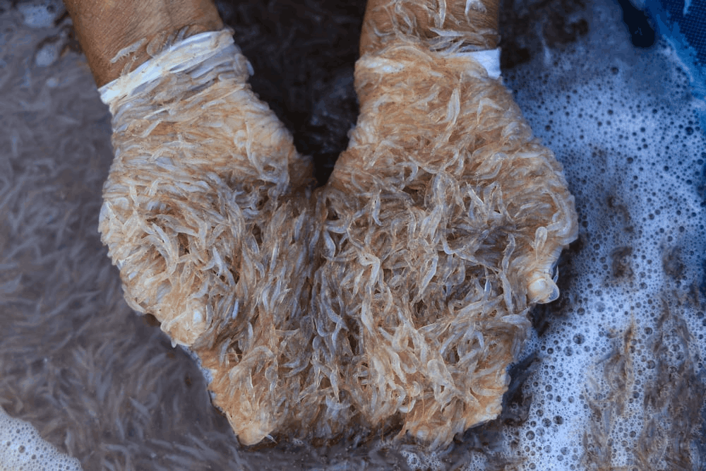 What Is Native Krill Oil